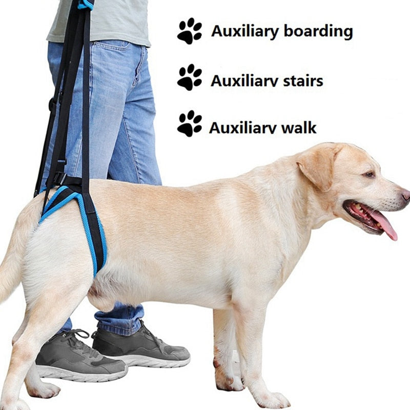 Mon chien âgé a du mal à se lever : que faire ?