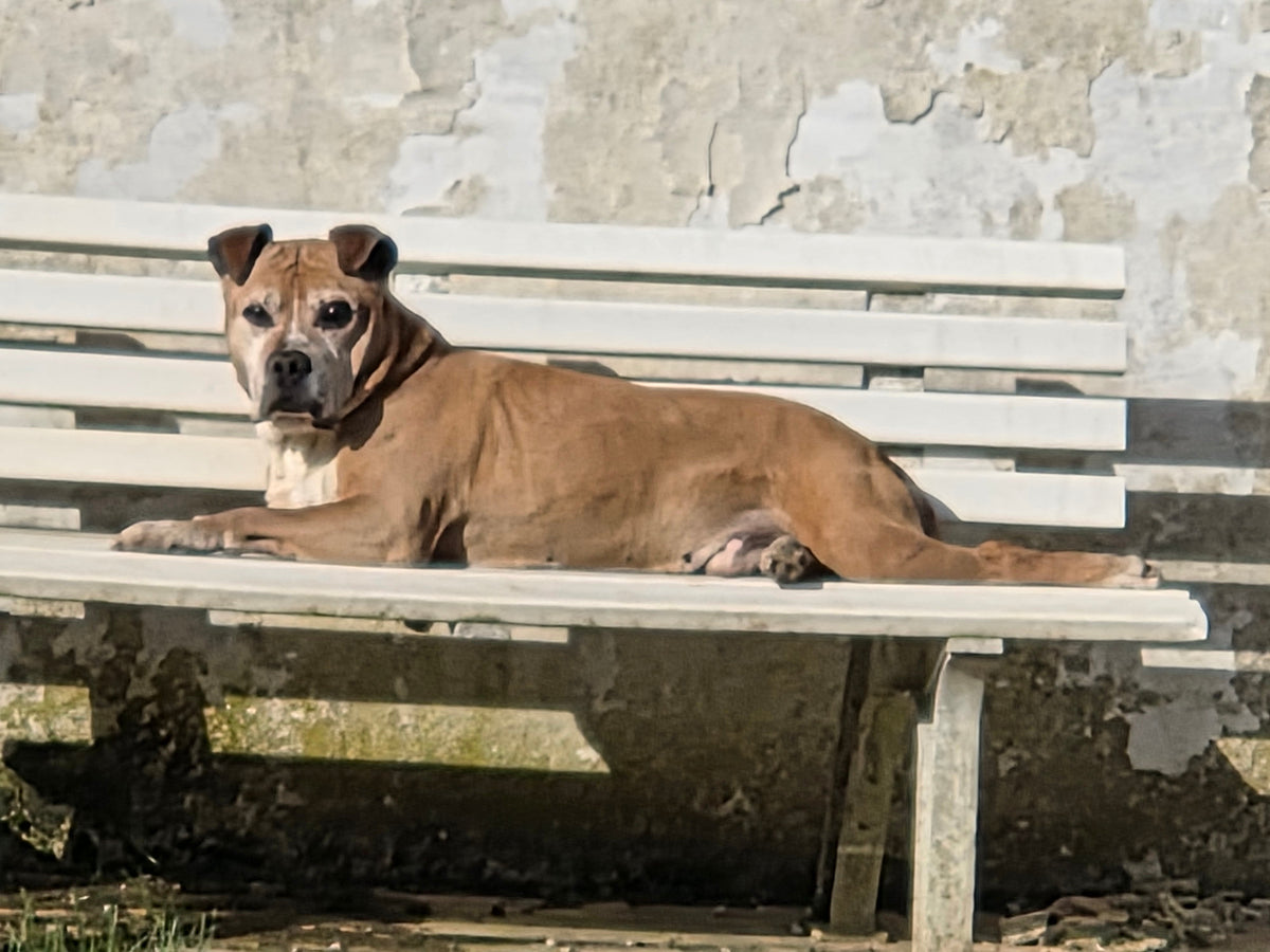 Chien qui glisse sur le carrelage : les solutions douces