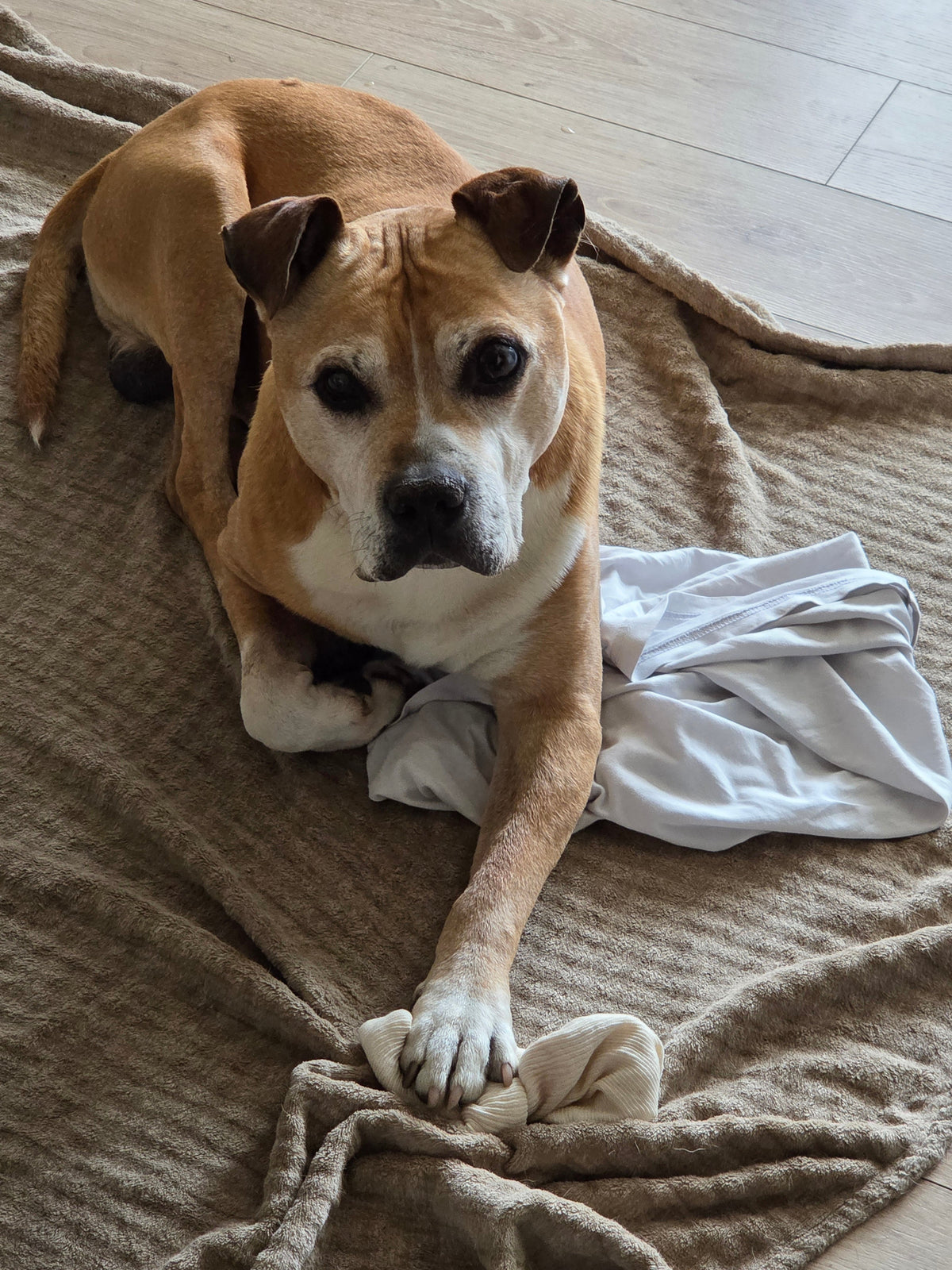 Mon chien vieillit : 8 aménagements simples à la maison