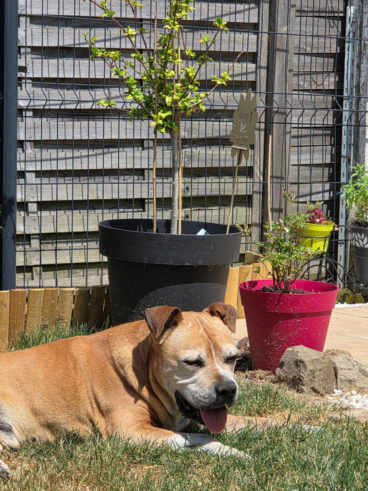 Bien choisir le couchage d'un chien âgé