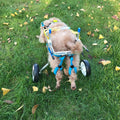 Fauteuil roulant réglable pour chien à mobilité réduite