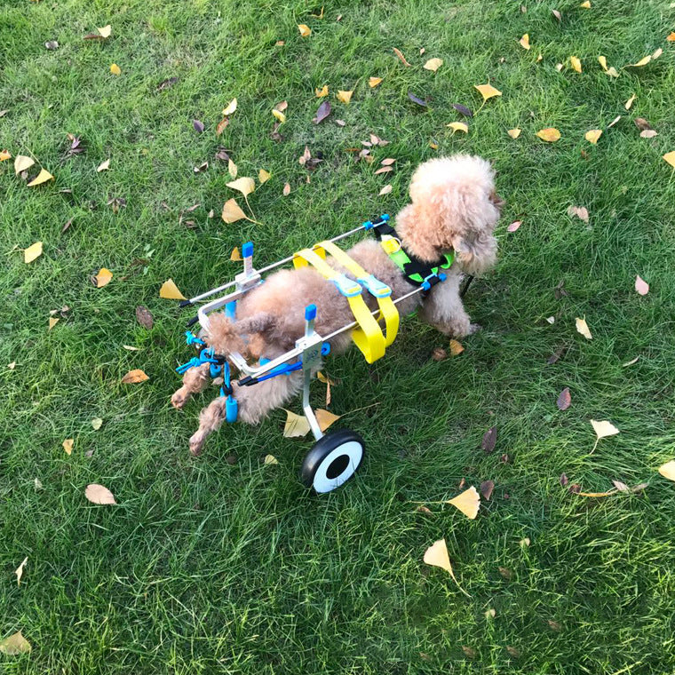 Fauteuil roulant réglable pour chien à mobilité réduite — photo 2