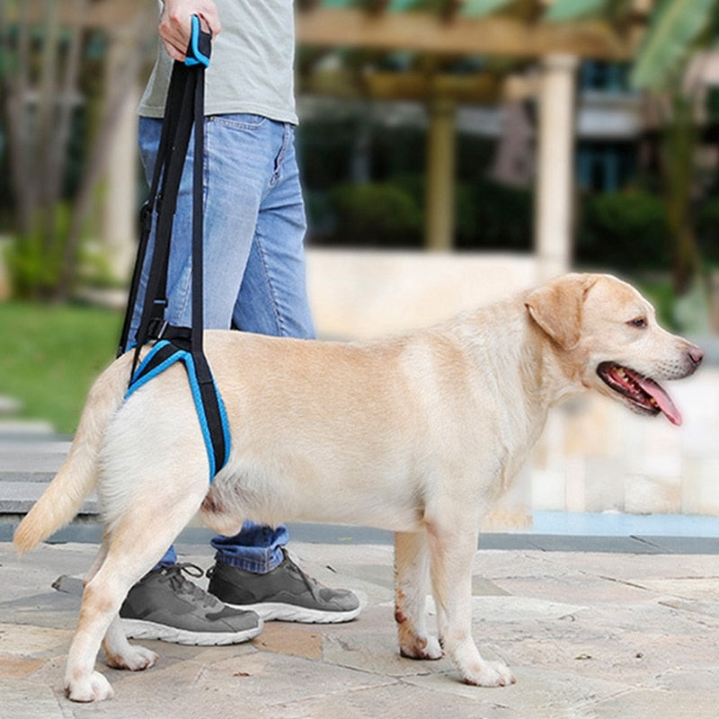 Chien âgé soutenu par un harnais de maintien en promenade