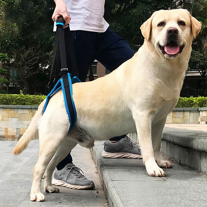 Harnais de soutien arrière pour chien senior — photo 3