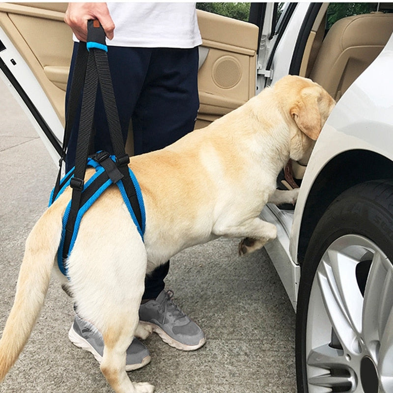 Harnais de soutien arrière pour chien senior — photo 4
