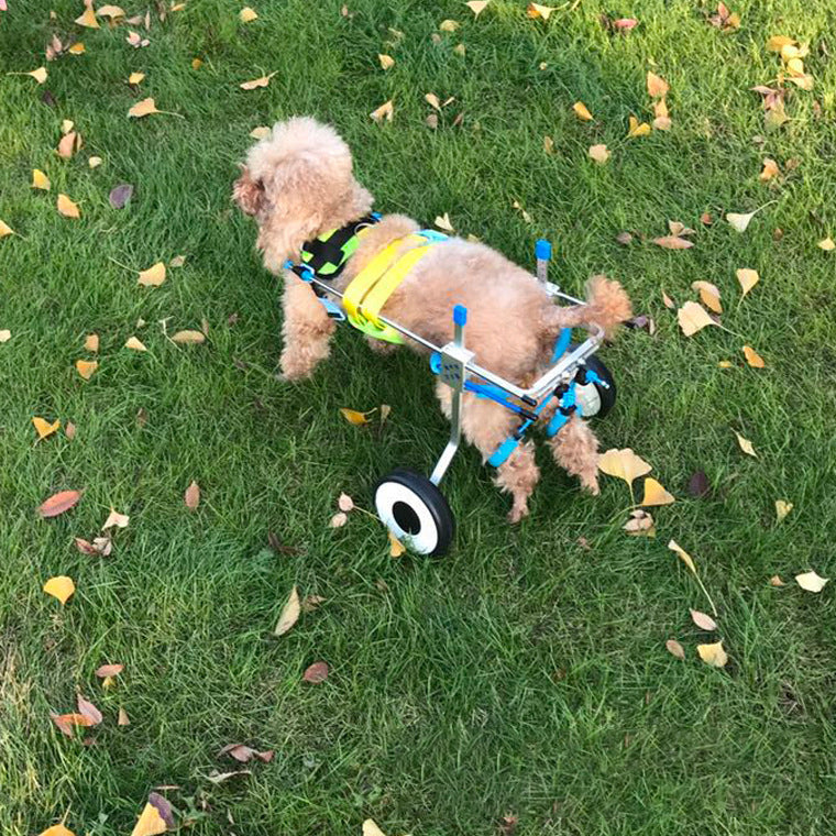 Fauteuil roulant réglable pour chien à mobilité réduite — photo 3